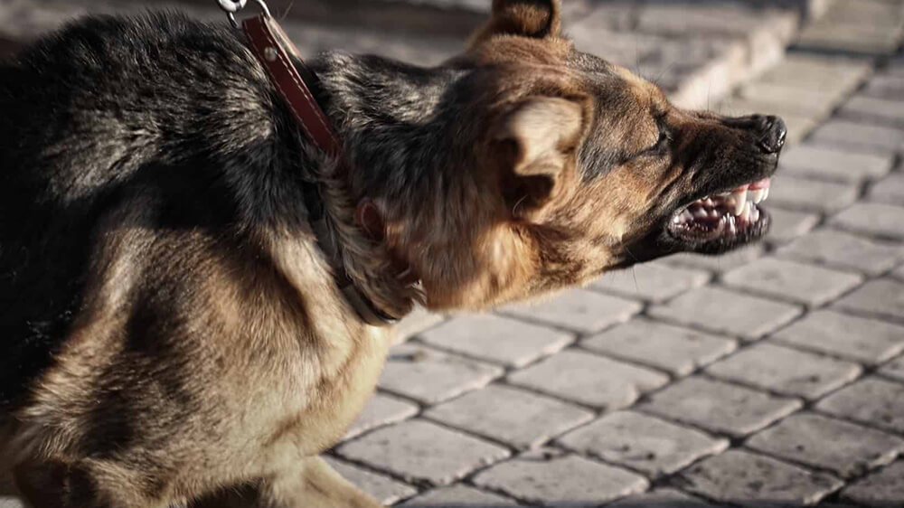 Agression in a dog and how it can be stopped