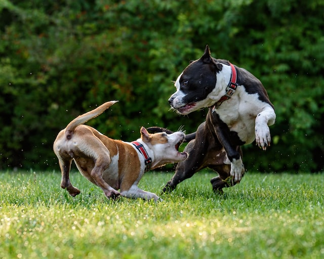 8 Causes of Aggression in Dog and how to giet rid forever