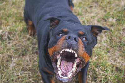 Dog Training Fear and Aggression