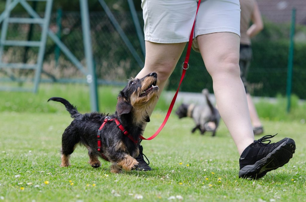 The Essential Guide To Structure Dog Walks