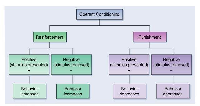 BF Skinner Operant Conditioning Theory